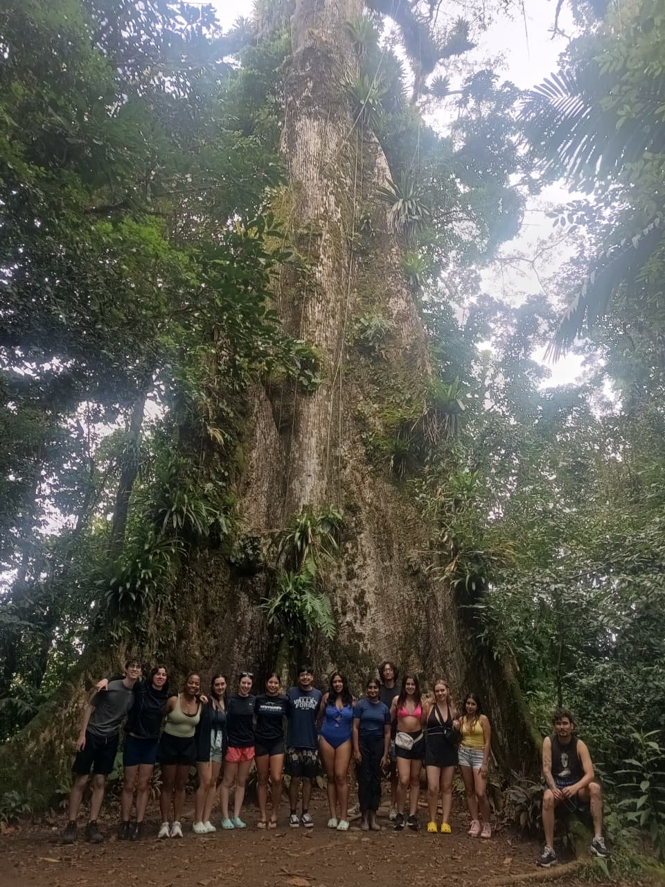 Photo of a group of UConn students standing in front of a massive tree in Costa Rica,